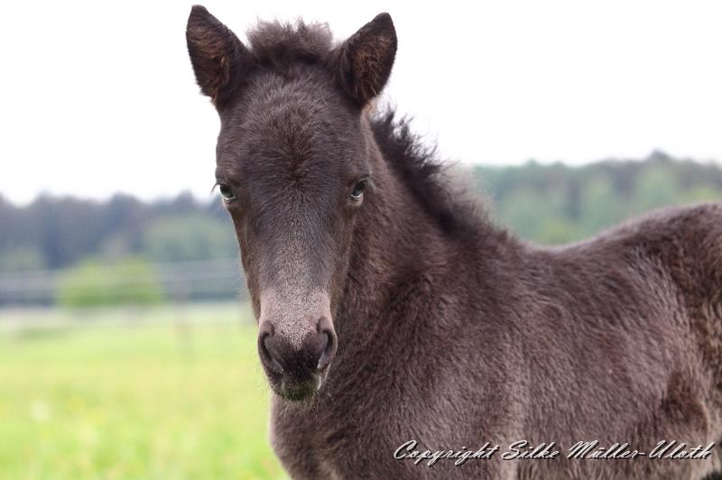 Orson j.JPG - Orson von Heidmoor 2 Wochen alt